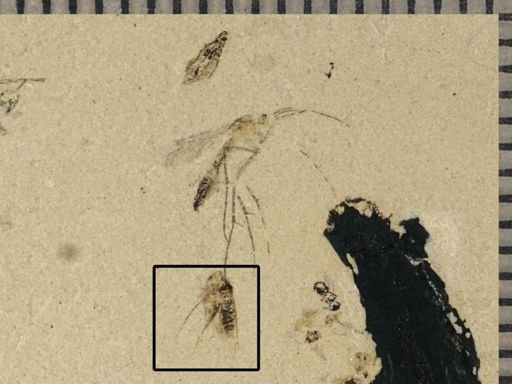 Auchenorrhyncha?