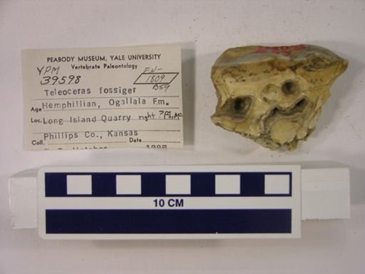 Teleoceras fossiger