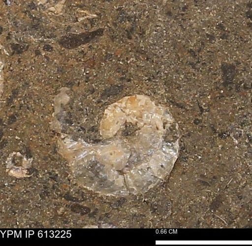 Scaphites sp.