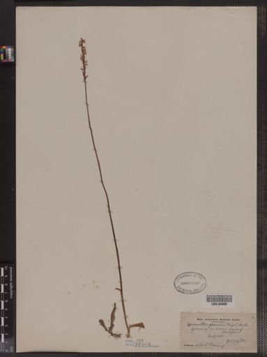 Spiranthes gracilis