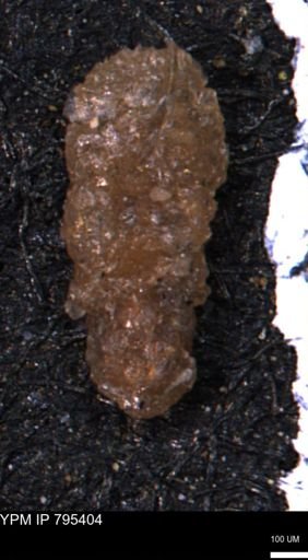 Ammobaculites euides