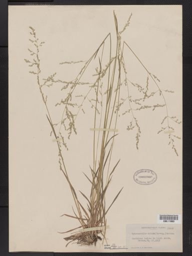 Sphenopholis nitida