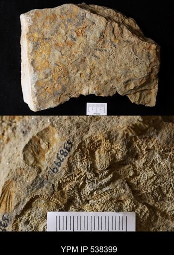 undet. Stelleroidea