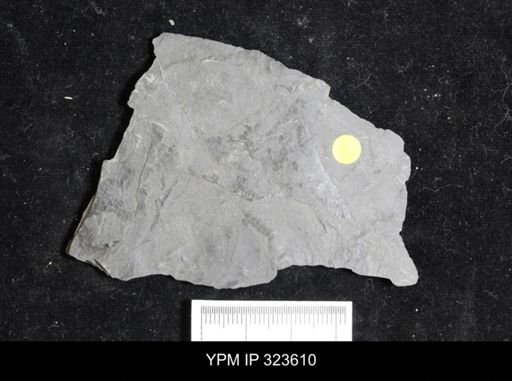 Mormolucoides