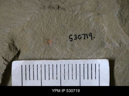 Marrellomorpha