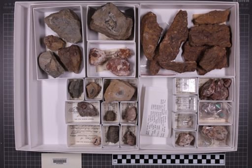mixed taxa, stratigraphic collection