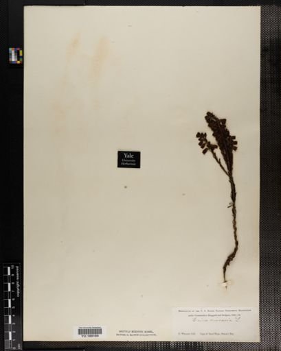 Plantae