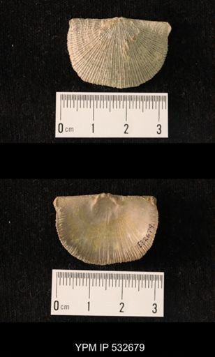 Schuchertella sp.