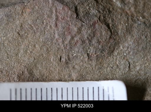 undet. Arthropoda