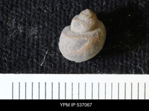 Viviparus montanaensis