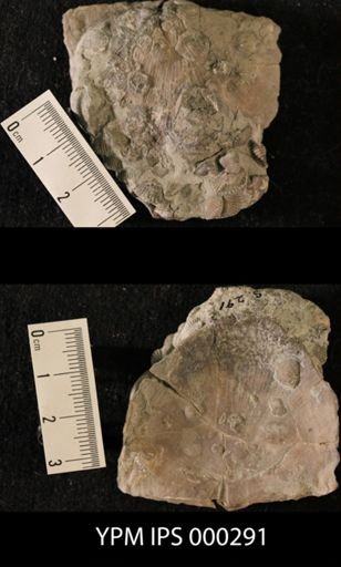 Plectorthis plicatella