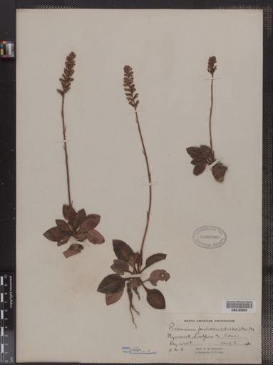 Peramium pubescens