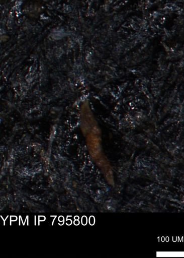 Verneuilina canadensis