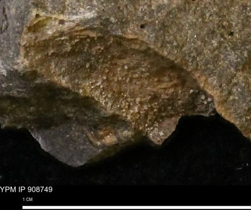 undet. Mollusca