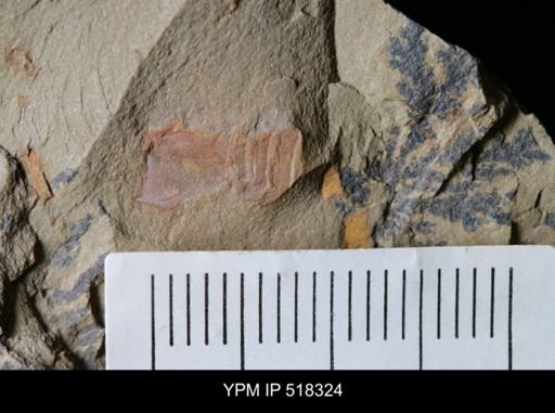 undet. Arthropoda