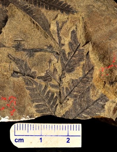 Calcaropteris boeselii