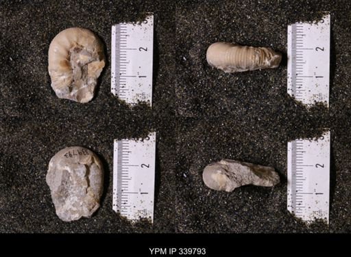 Scaphites whitfieldi