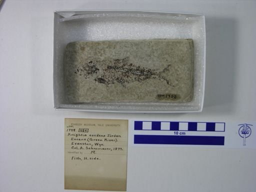 Knightia eocaena