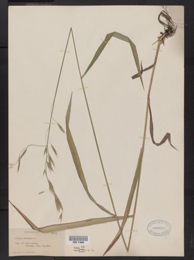 Bromus purgans