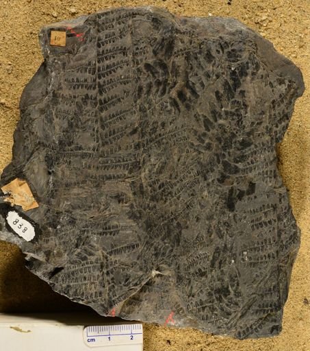 Pecopteris abbreviata