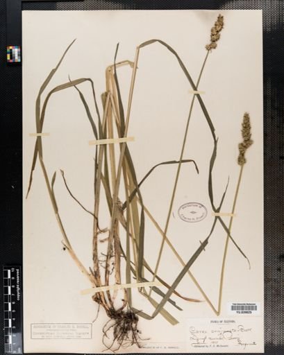 Carex conjuncta