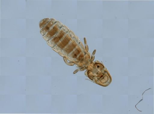 Degeeriella?