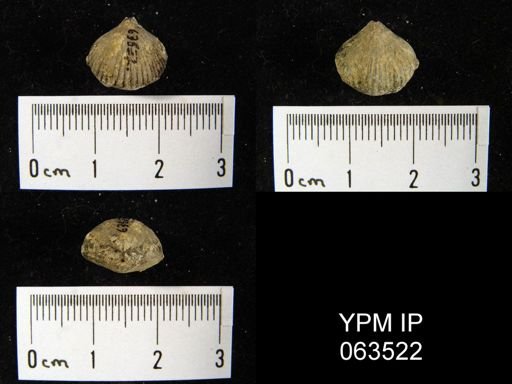Wilsonella saffordi