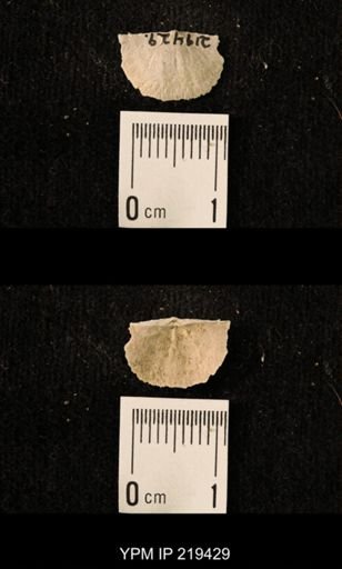 Chonetes granulifer