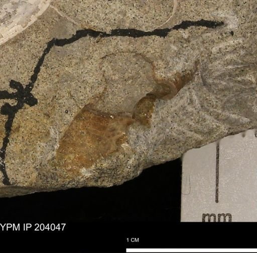 undet. Brachyura