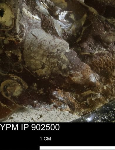 undet. Mollusca
