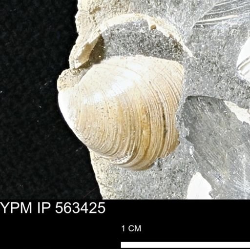 Limopsis striatopunctatus