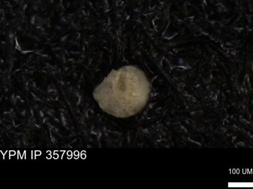 undet. Foraminiferida