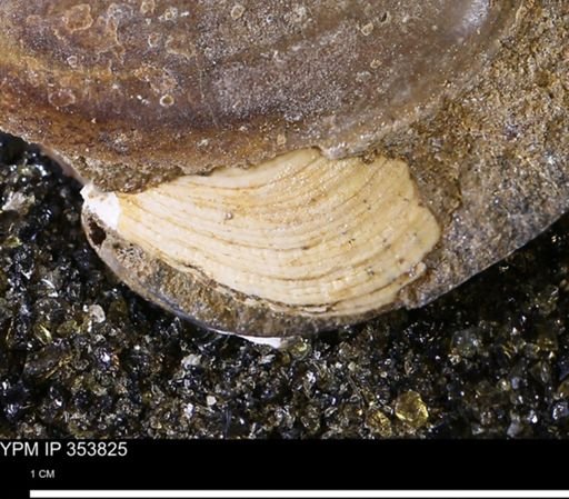 Limopsis striatopunctatus