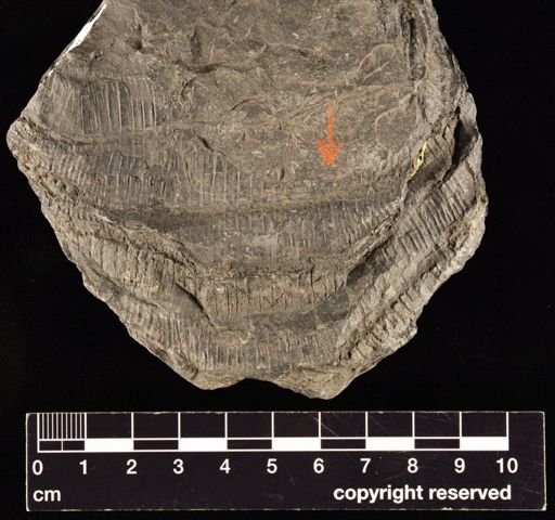 Equisetites sp.