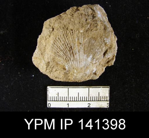 Streptorhynchus pelargonatus
