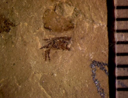 undet. Mordellidae
