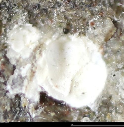 Corbulamella gregaria