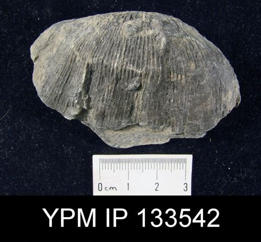 Stropheodonta concava