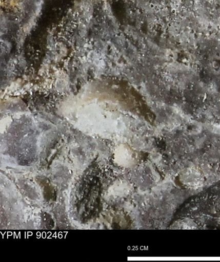 undet. Mollusca