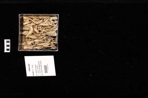 Cyclopterus lumpus