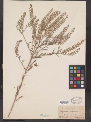 Lepidium virginicum