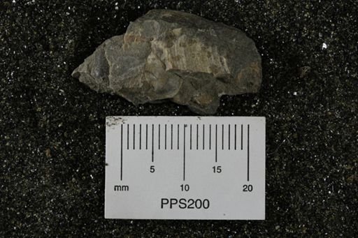 Lingula nitida