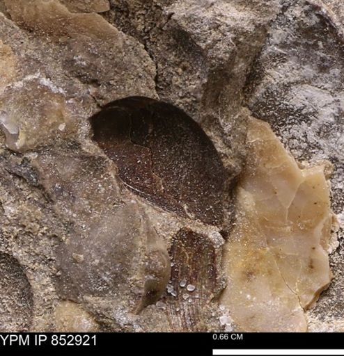Limopsis striatopunctatus