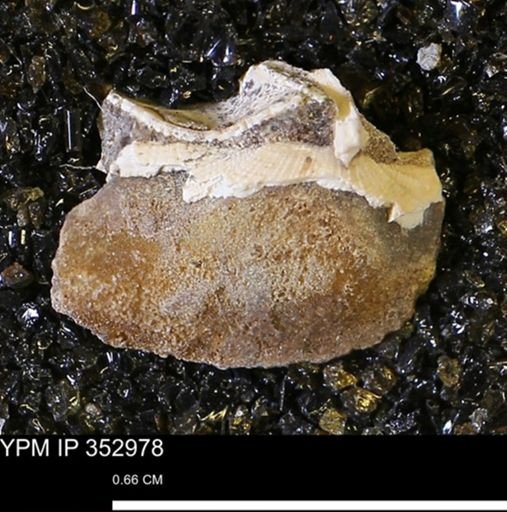 Parallelodon (Cosmetodon) sp.