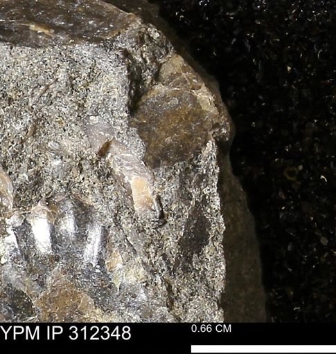 undet. Bivalvia