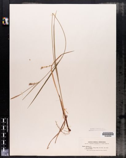 Carex tetanica