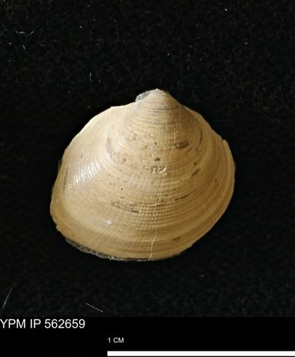 Limopsis striatopunctatus