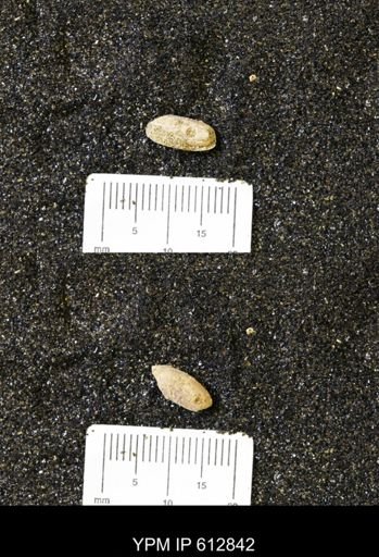 undet. Opisthobranchia