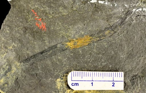 Drepanophycus sp.