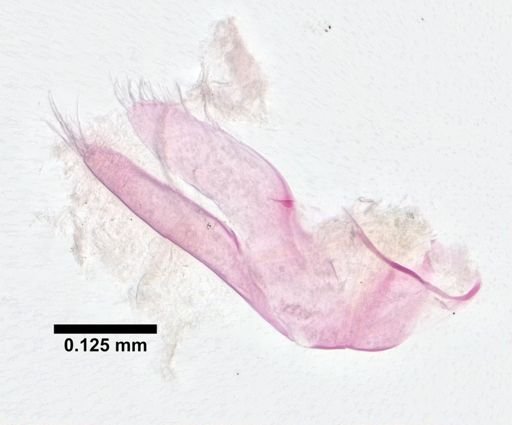 Hyalella